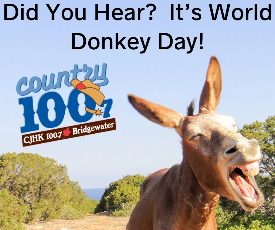 All Your Donkey Questions Answered