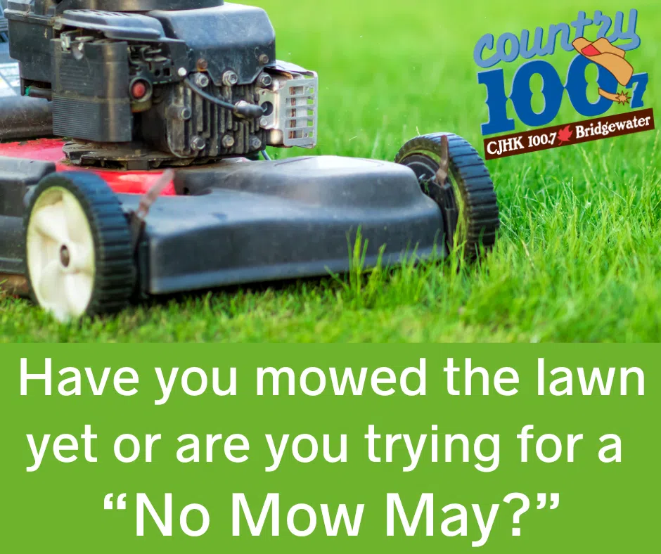 Are You Planning A No Mow May?