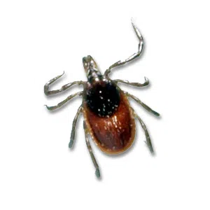 The Bugs Are Back In Town! Here's How To Fight Back!