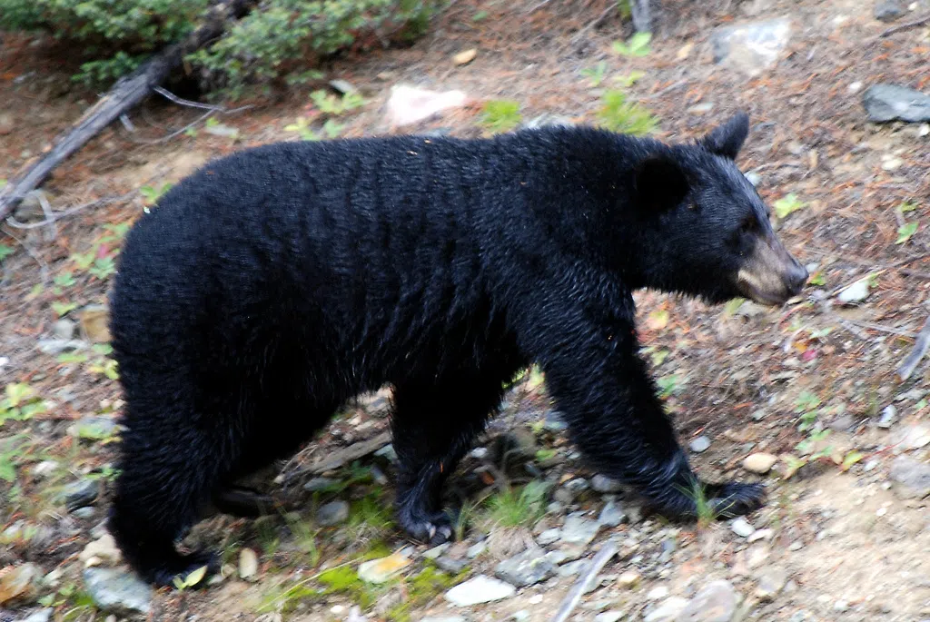 Black Bear Activity Halts Public Access To Keji Seaside