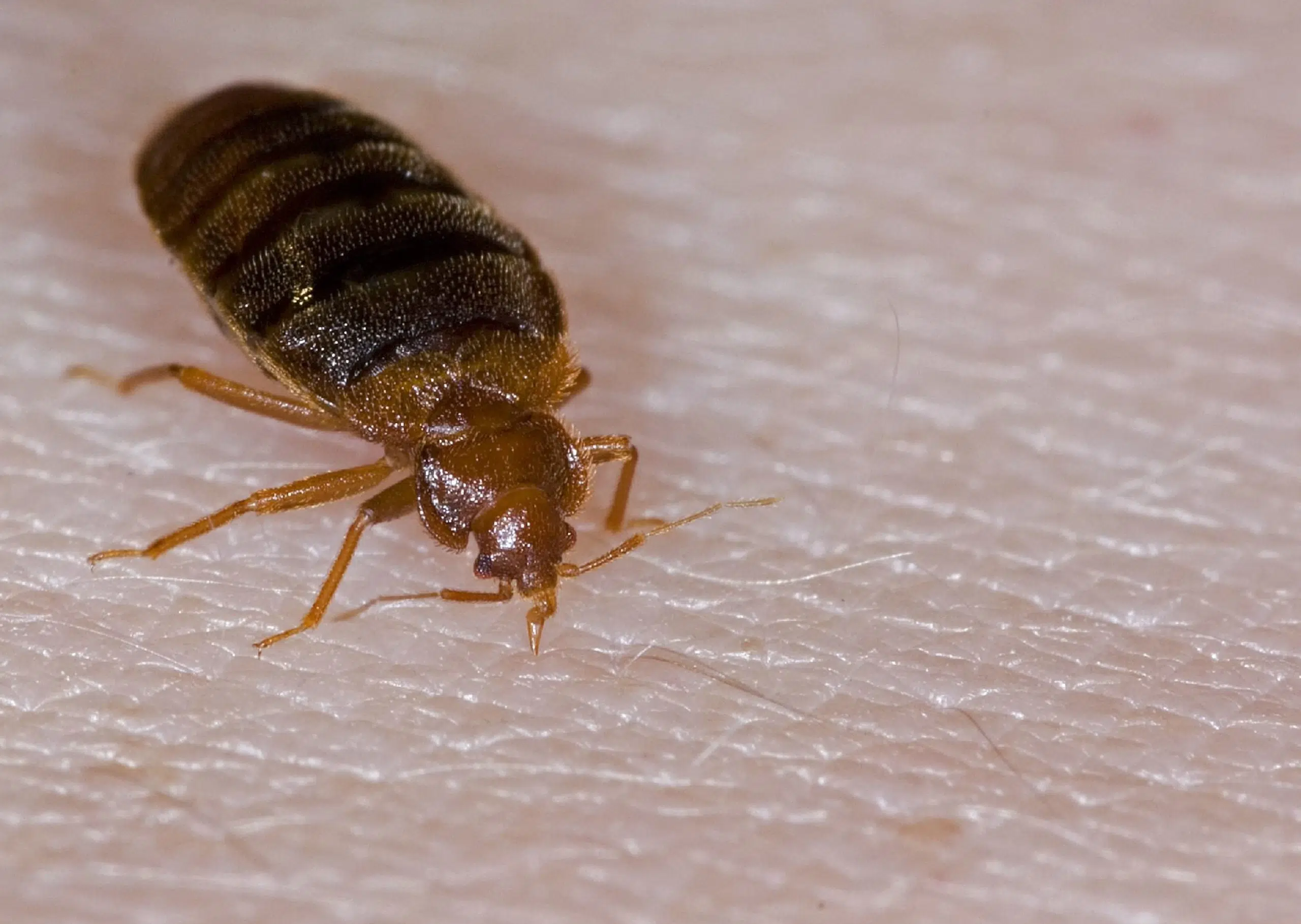 Bridgewater: Bed Bugs Found At Westmount Manor
