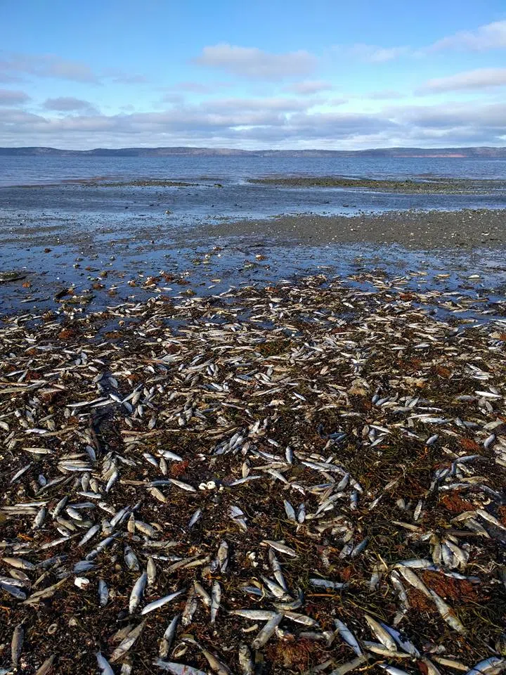 Cause Of Dead Fish On Western Nova Scotia Shores Still A Mystery