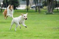 Lunenburg: Dog Park Approved For Starr Street