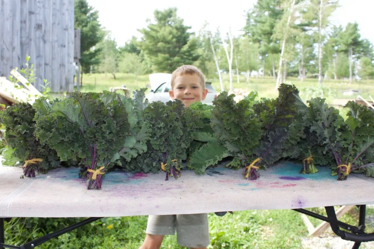 Lunenburg County Farm Growing Produce For Food Bank