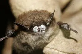 Bat Website Tracks Population After Massive Decline