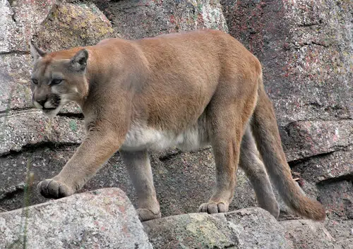 The Animal That Doesn't Exist