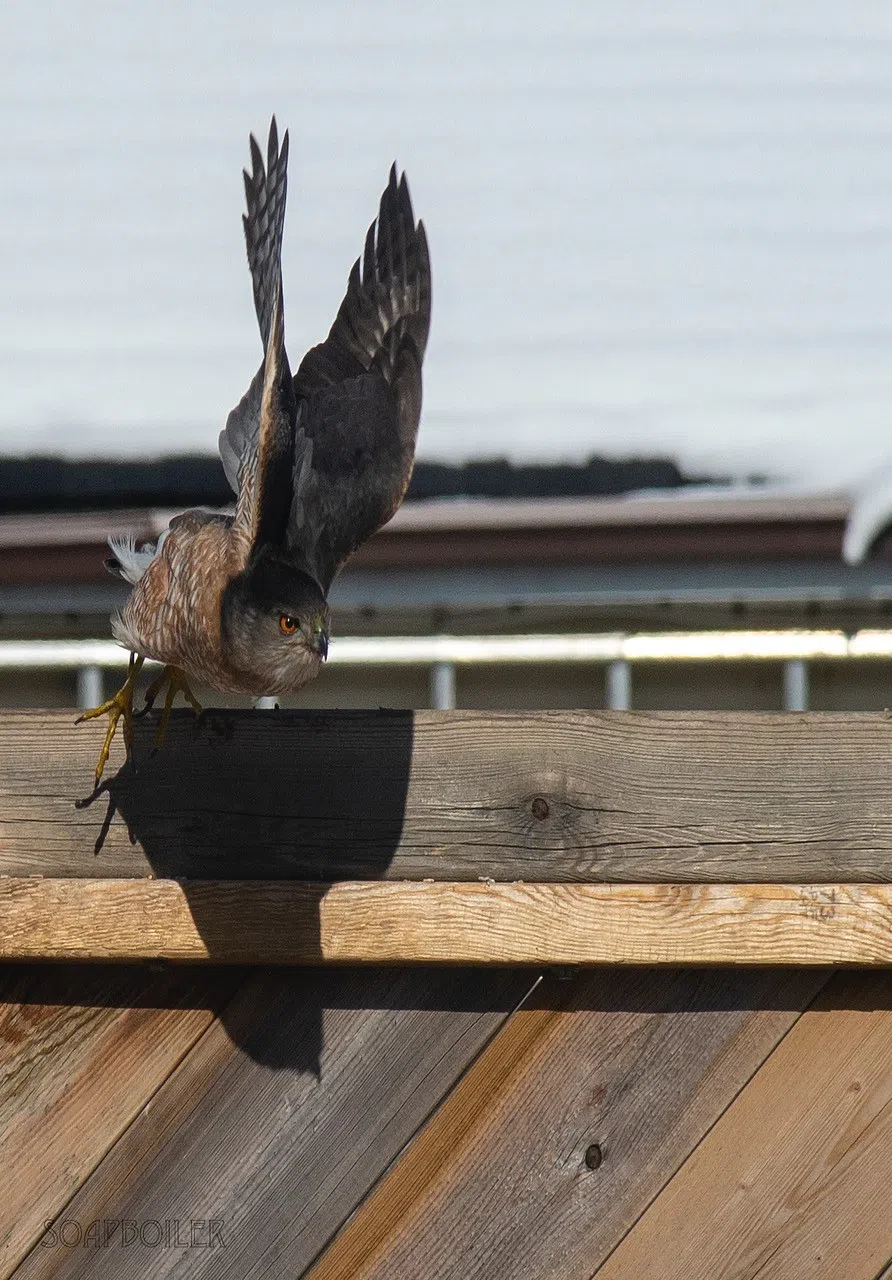 Locals Needed To Monitor Declining Bird Populations