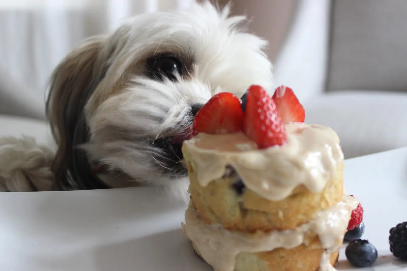 It's Puppy Day! Here Are Some Cute Puppies Doing Cute Puppy Things!
