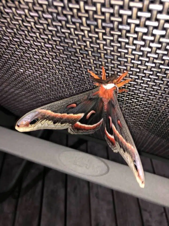 Seen Any Giant Moths?