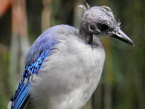 Bald Blue Jay Season