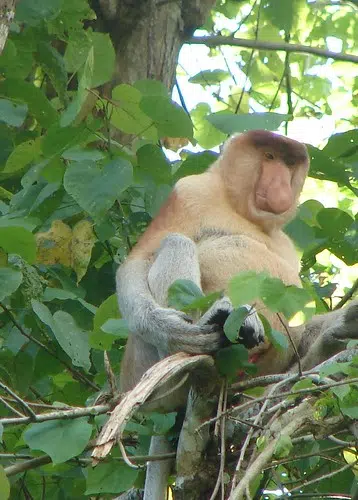 My New Spirit Animal