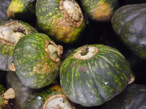 The Secret of a Dry Squash