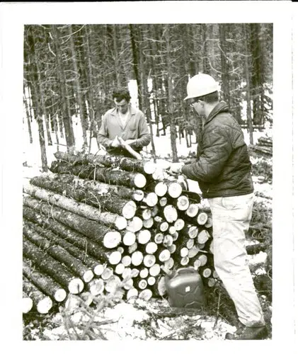 When Did You Last See Four Foot Pulp Wood?