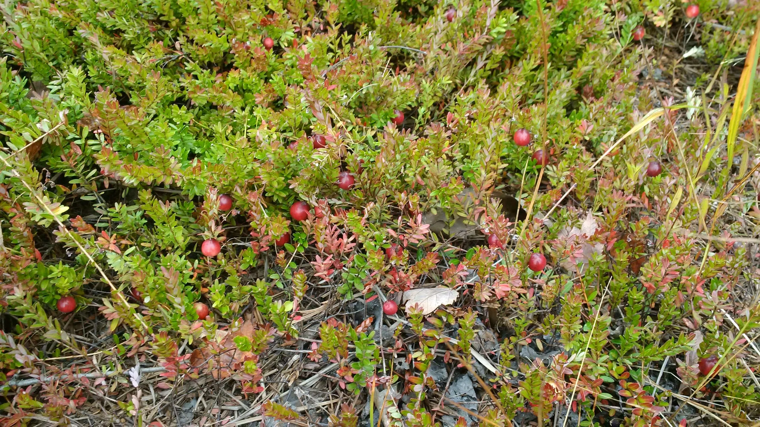 Cranberries Getting Ripe