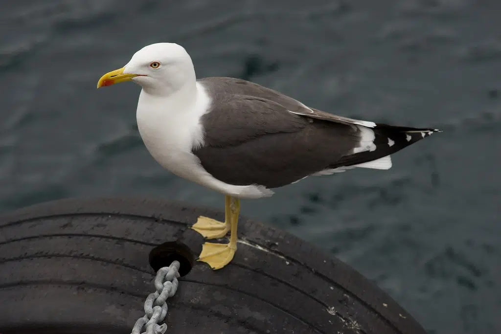 Yarmouth County Woman & Husband Help Save Seagulls