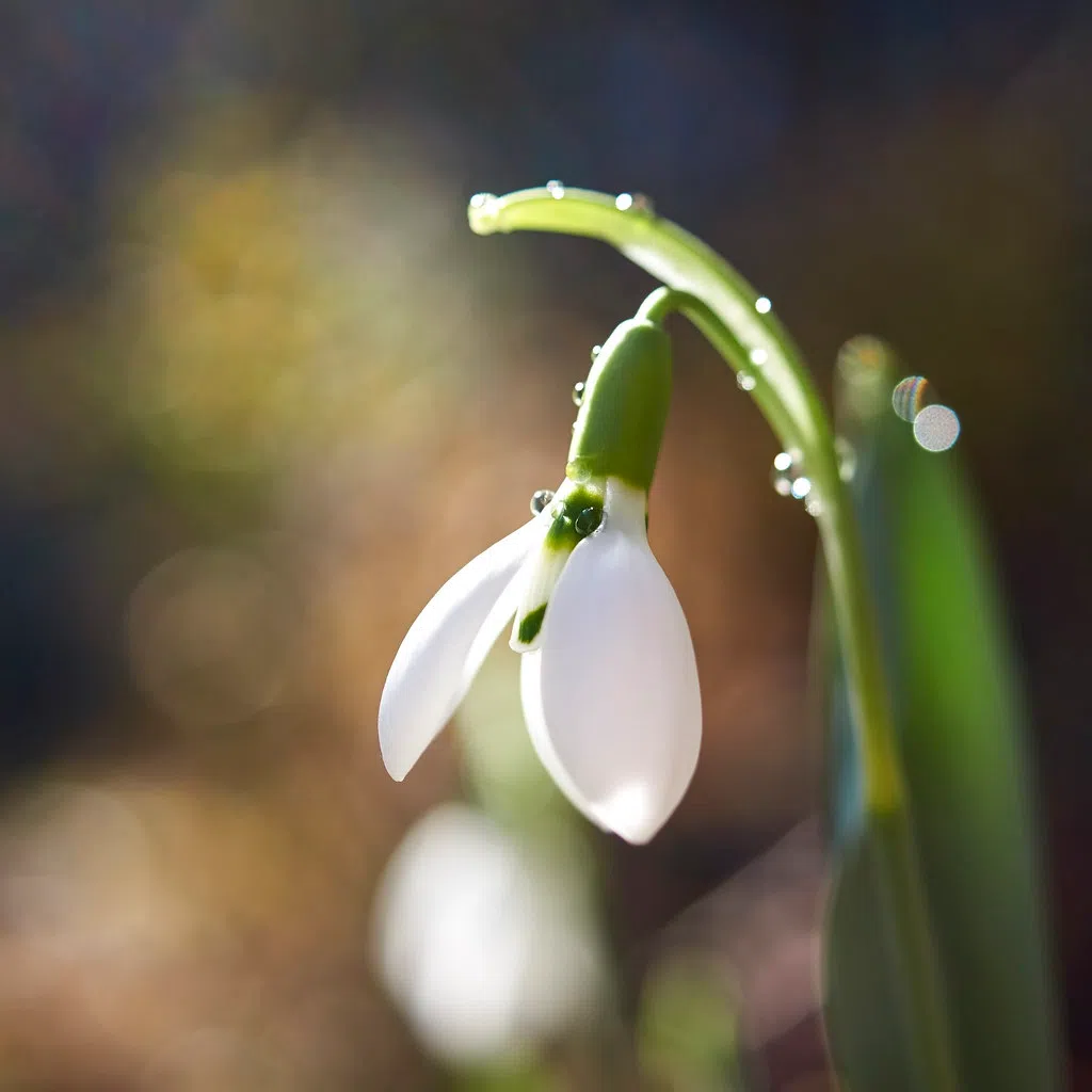 The Rogue Flower