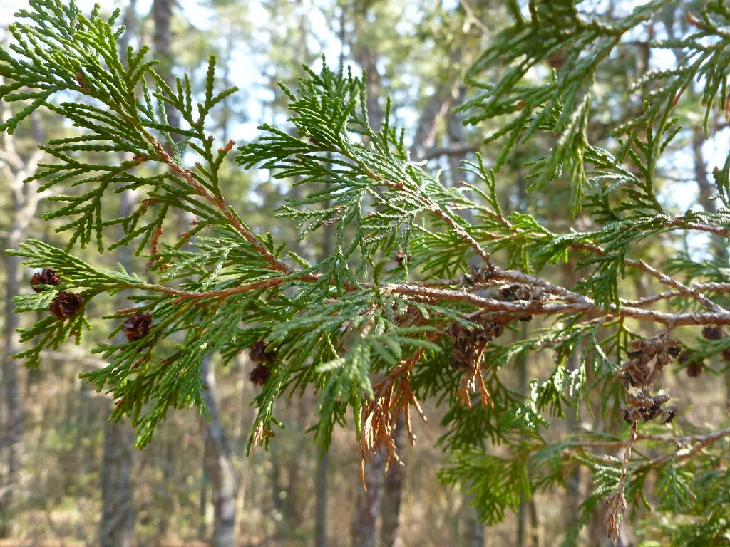 The Trees That Won't Grow... And Yet...