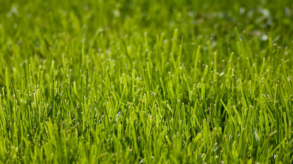 No Mow May