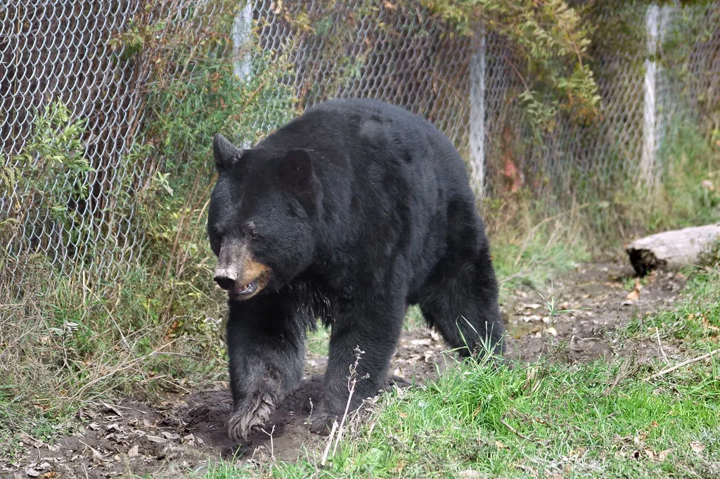 The Day I Came Face To Face With A Bear