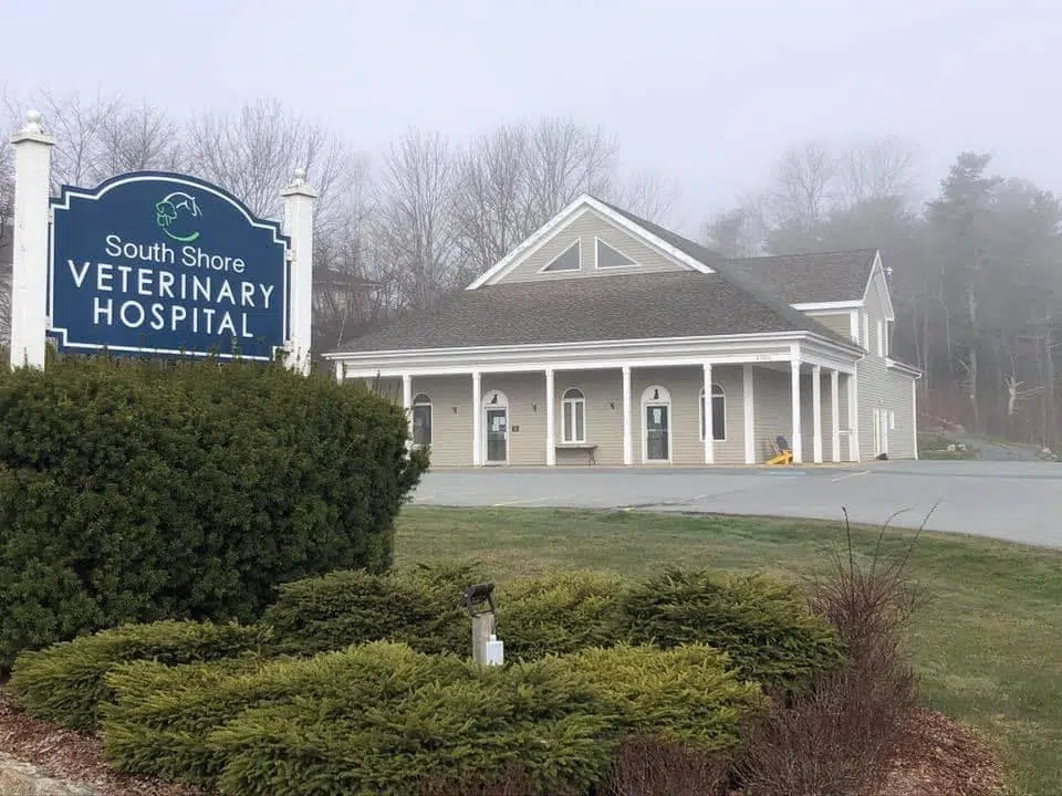 Staff Member At South Shore Vet Tests Positive For COVID-19