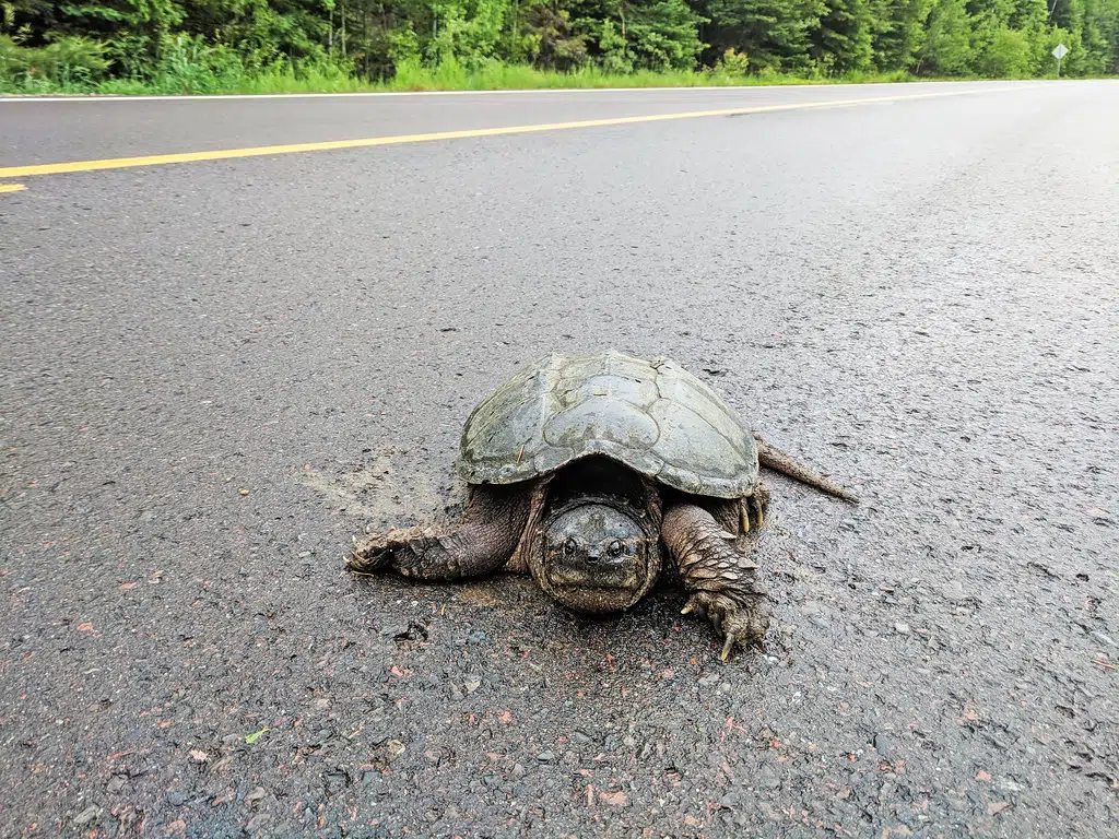 Herding Turtles