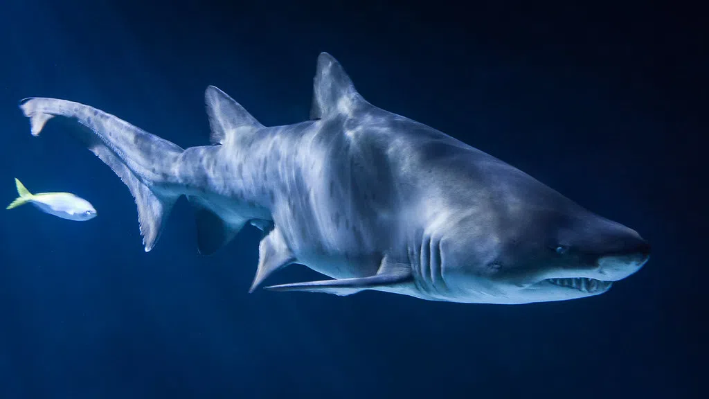 How To Survive A Shark Attack
