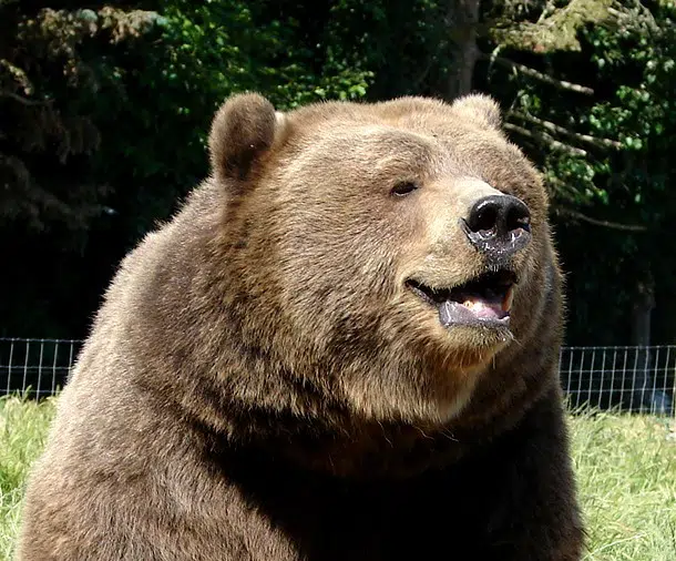 Fat Bear Tuesday