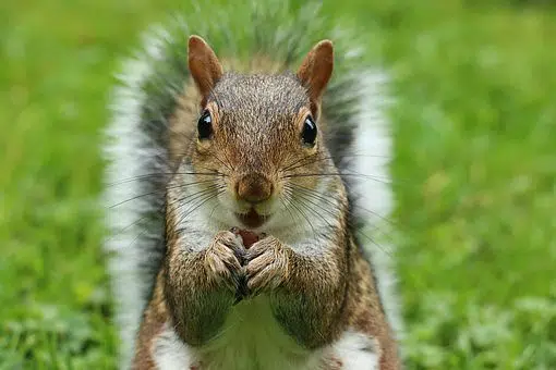 Why Did The Squirrel Cross The Lake?