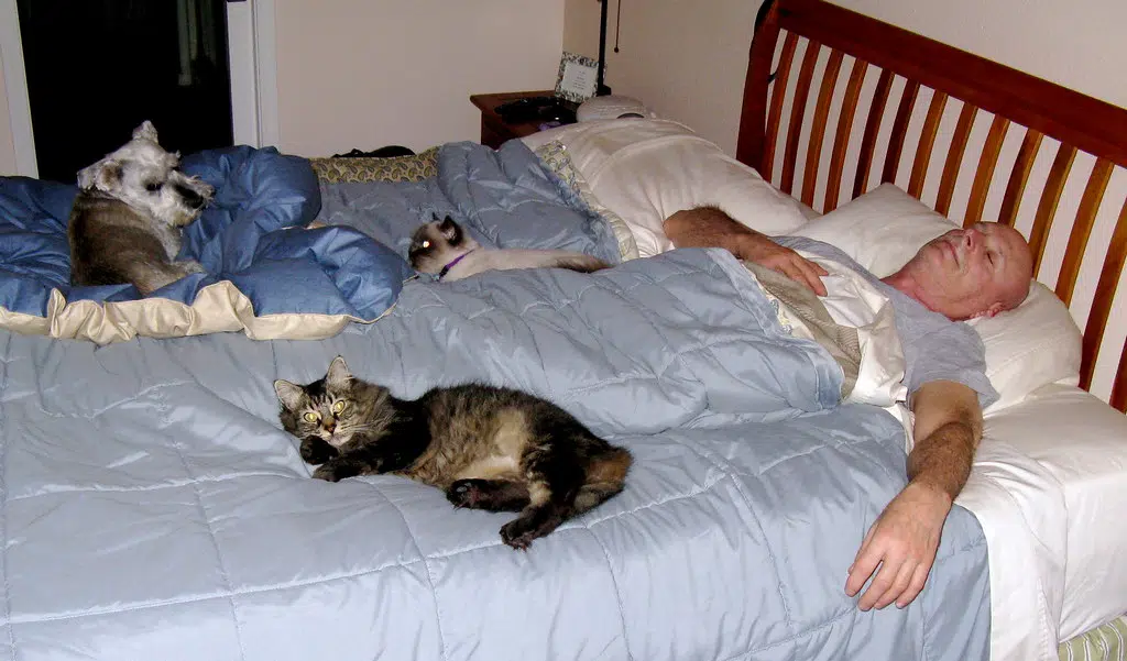 A Crowded Bed?