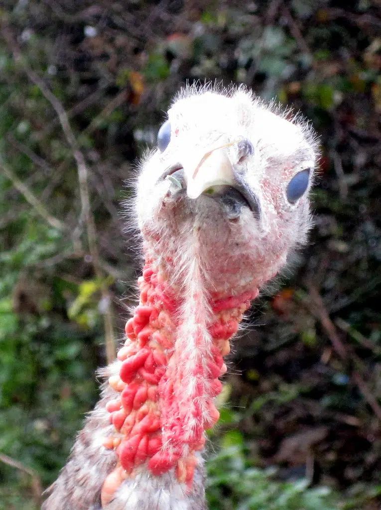 The Turkey Shortage
