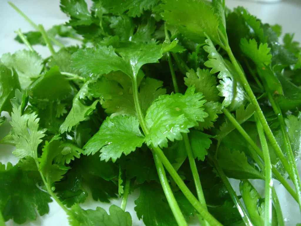 Happy I Hate Coriander Day