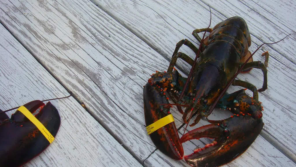 Lobster industry sense more regulations coming for Chinese exports