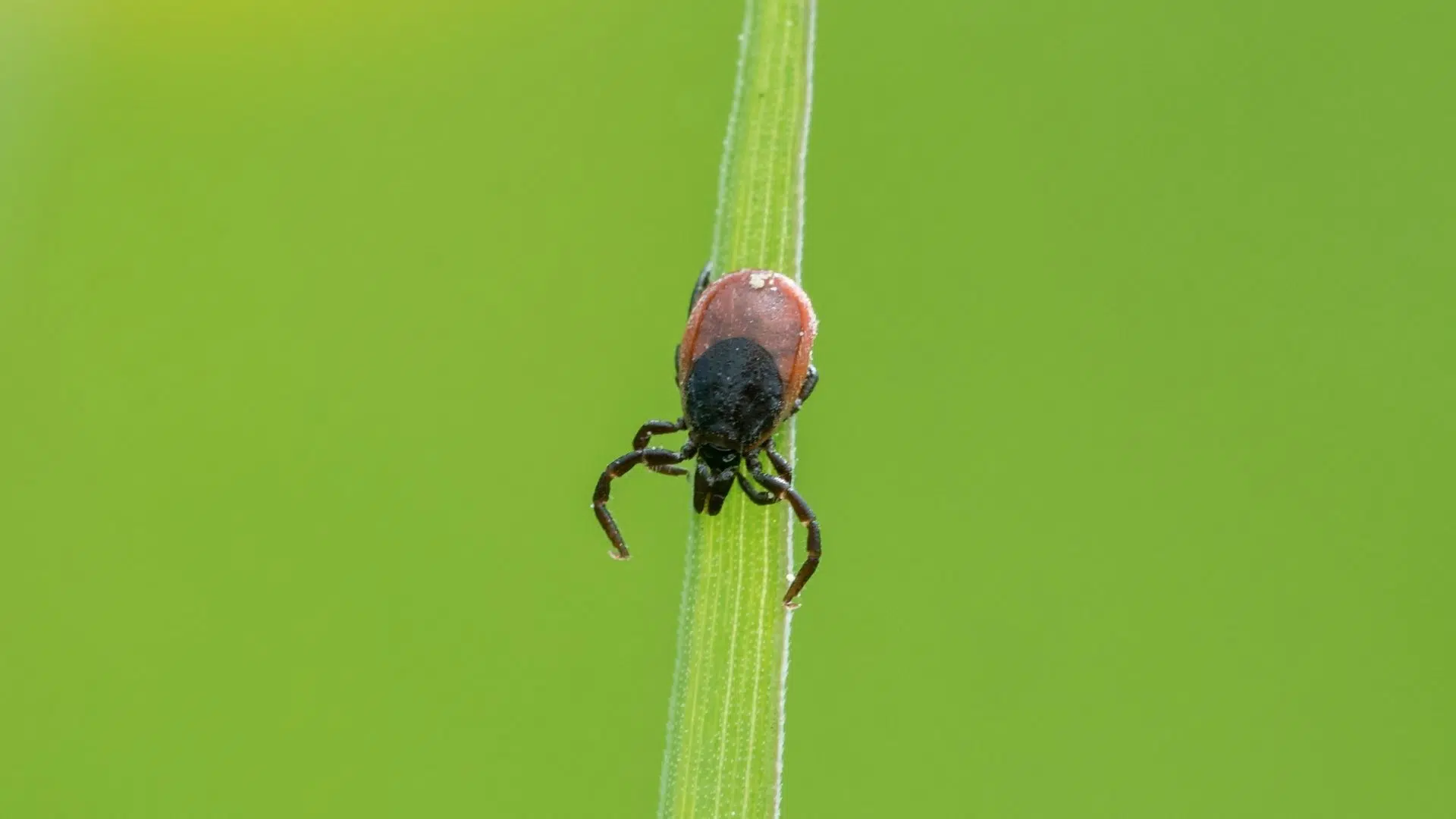 Researcher says N.S. is a tick hotspot, but that doesn't mean you need to be afraid