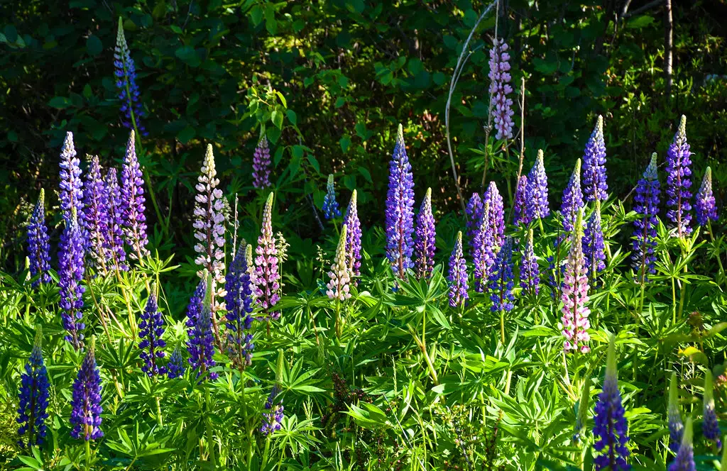 Those Flashy Ditch Flowers