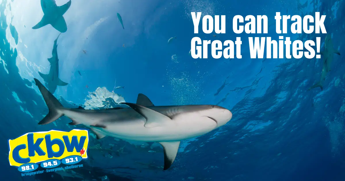 Nova Scotia Great Whites! Check Out This Online Tracker!