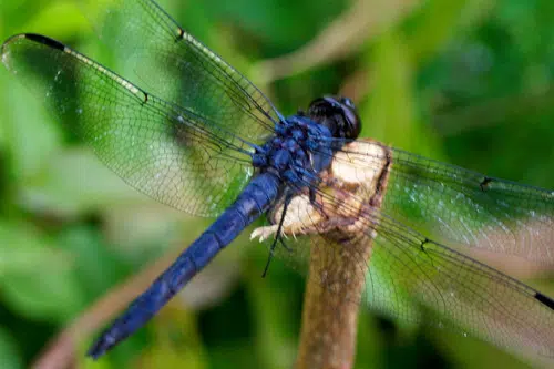 The Dragonfly Dairies:  What They Do Attract