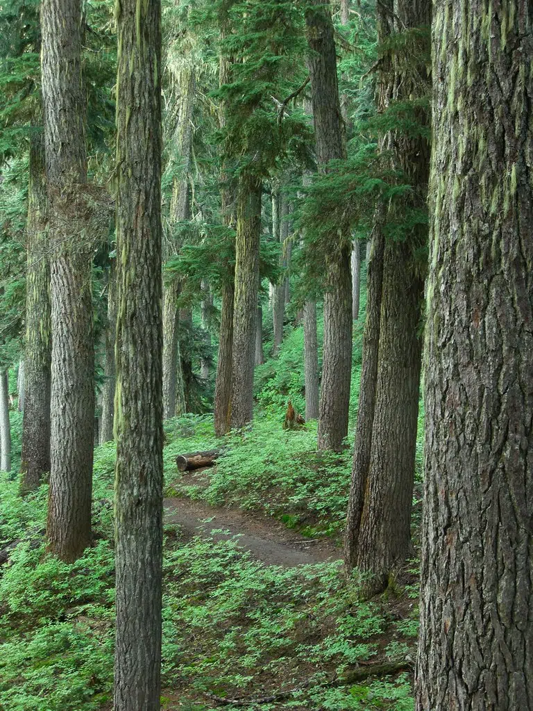 Saving Hemlock