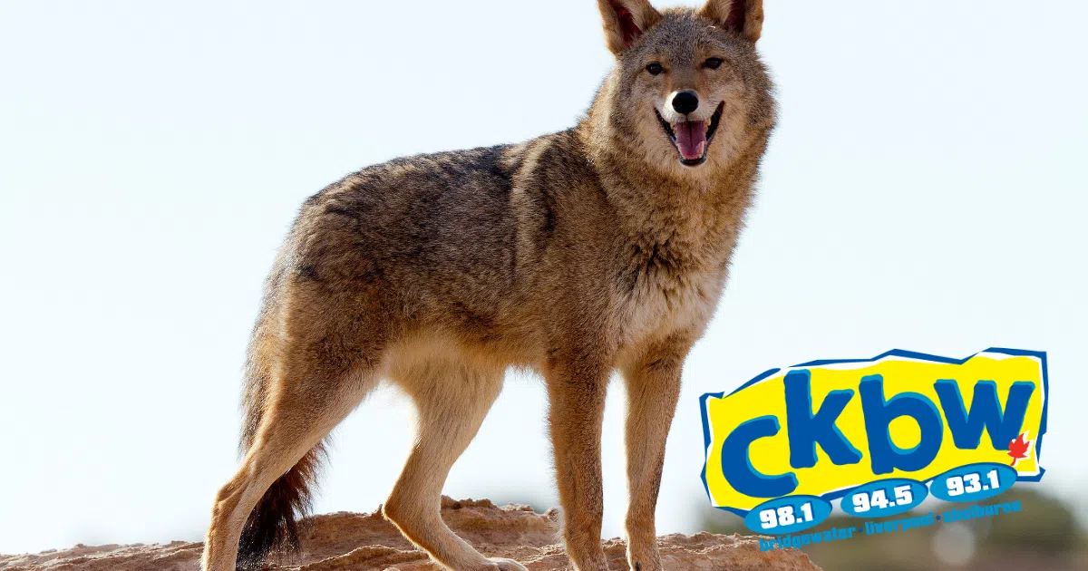 Coyotes! How Often Do You See Them?