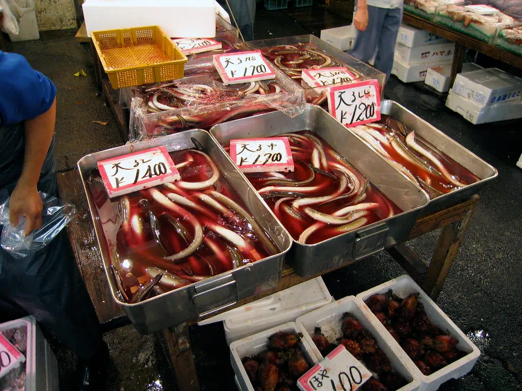 Ever Eaten Eel?