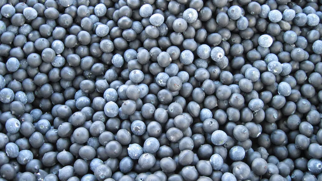 It's Blueberry Season