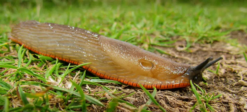 Good Year For Slugs