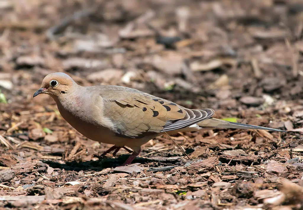 Where Did They Come From?