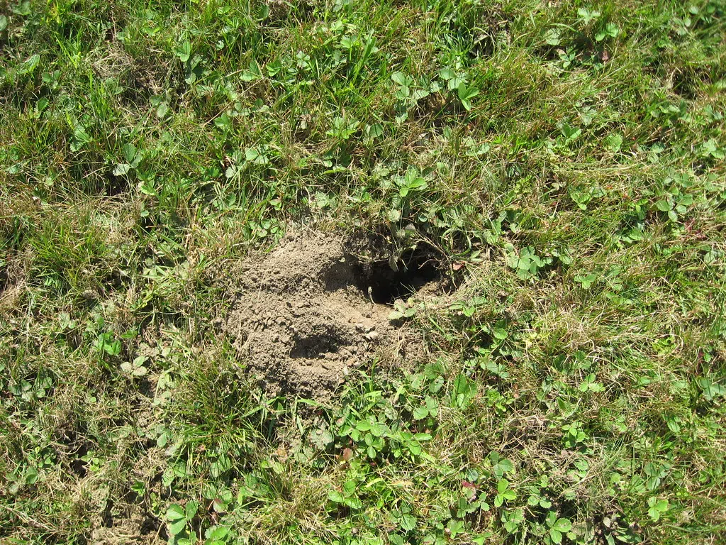 Holes In The Lawn