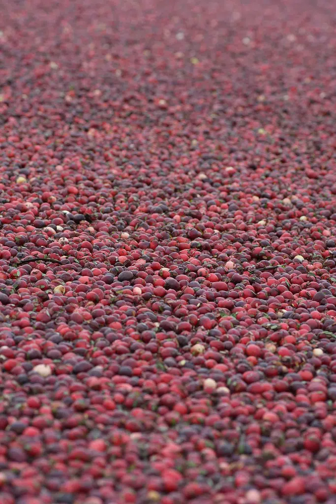 Hard Picking For Cranberries
