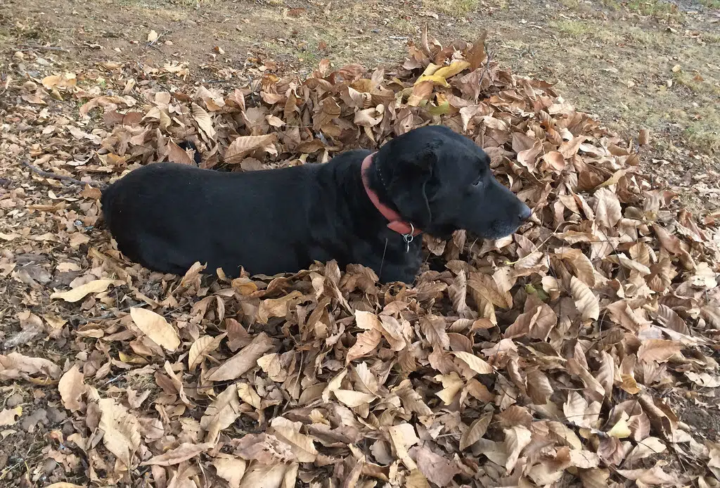 Leave The Leaves?