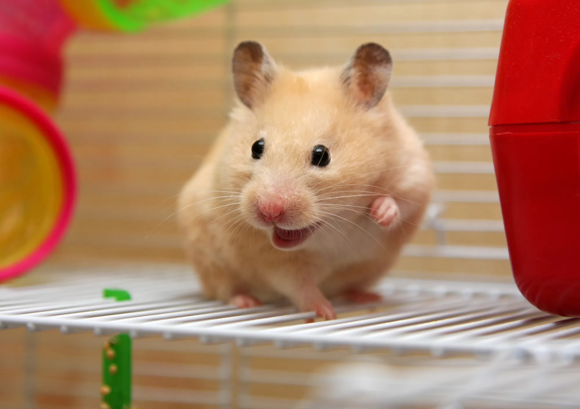 Famous Hamsters In History