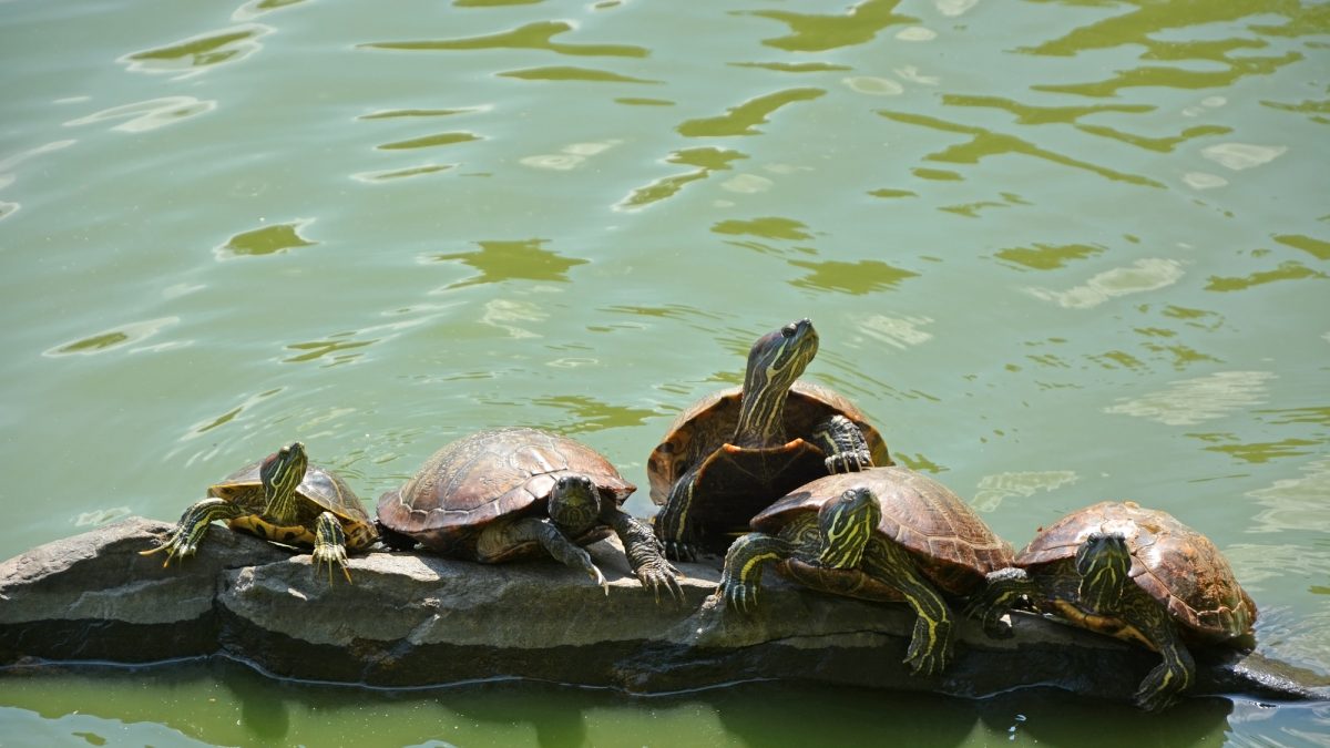 Getting Toward Turtle Time - Vimarsana News