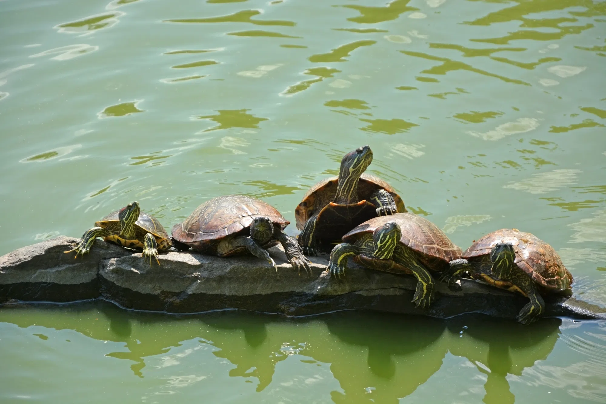 Getting Toward Turtle Time