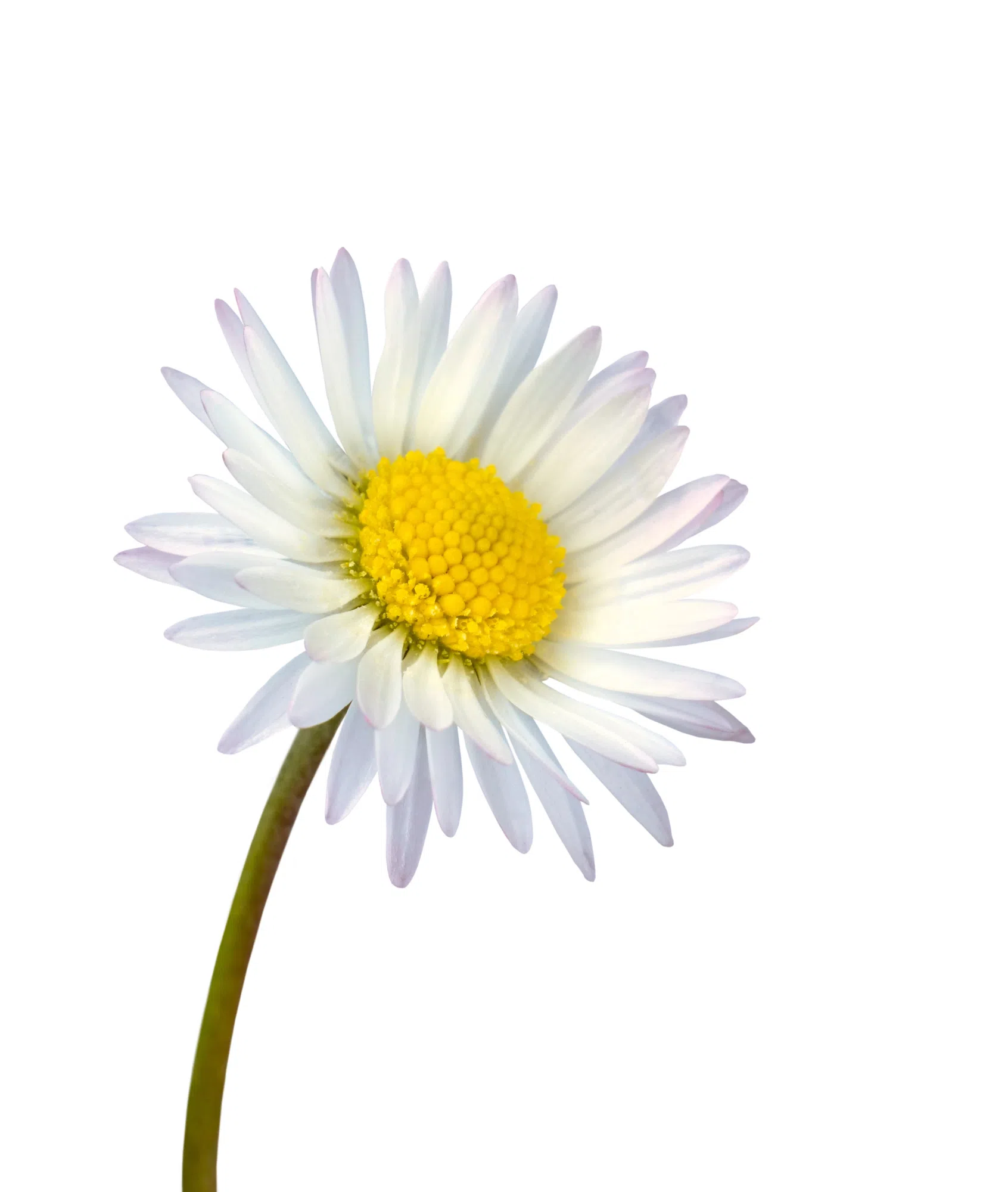 Ditch Flower Season