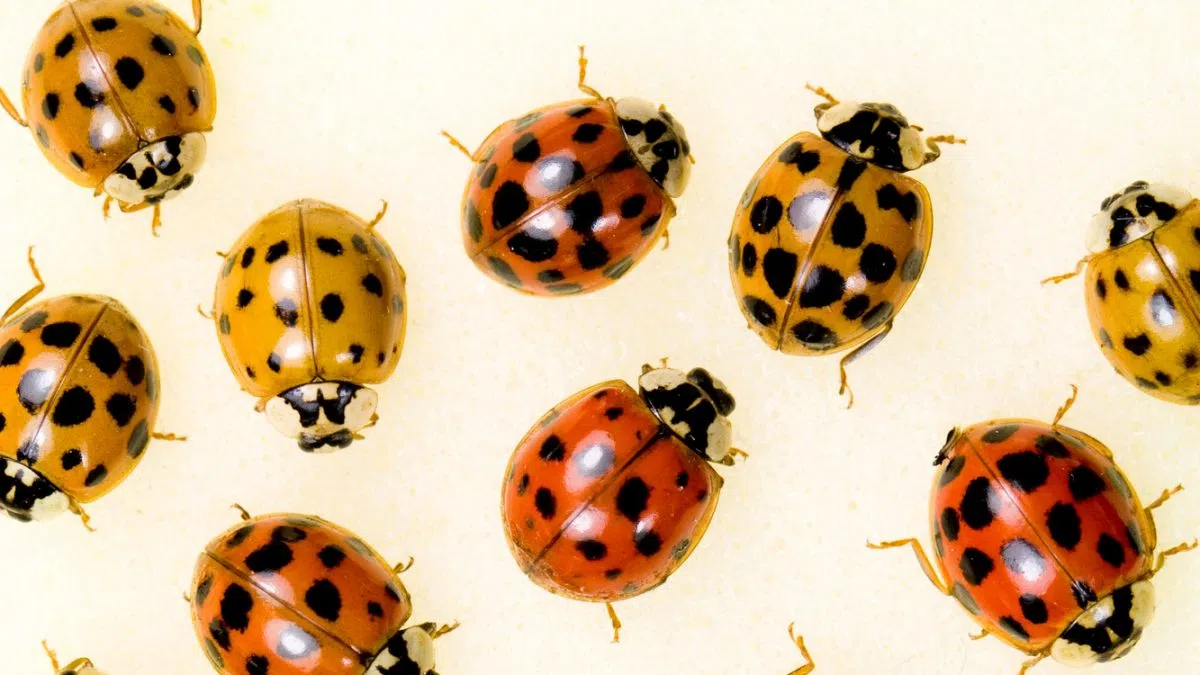 The Non Ladybugs Are Back! Here’s How To Get Rid Of Them CKBW